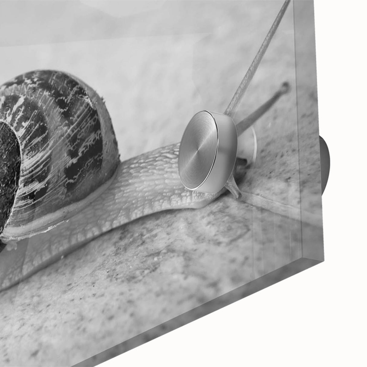 Close-up view of a colorful acrylic glass wall art piece depicting a whimsical snail design, showcasing vibrant colors and intricate details, perfect for nature lovers.