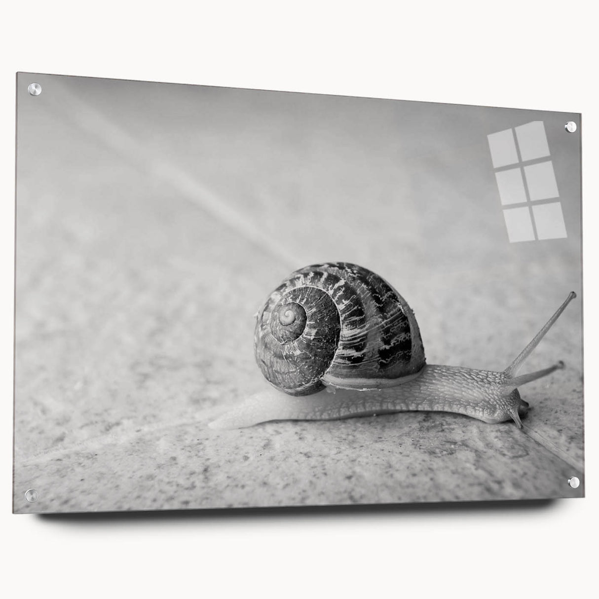 Acrylic glass wall art featuring a colorful snail design from the "Animals A Wild Life" collection, displayed with pins for a modern touch. Ideal for nature and animal lovers.