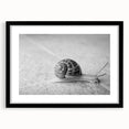 Framed wall art featuring a whimsical snail design in a black frame with a mat, showcasing colorful details and intricate patterns, perfect for nature-inspired decor.
