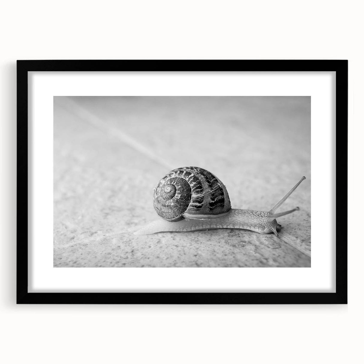 Framed wall art featuring a whimsical snail design in a black frame with a mat, showcasing colorful details and intricate patterns, perfect for nature-inspired decor.