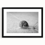 Framed wall art featuring a whimsical snail design in a black frame with a mat, showcasing colorful details and intricate patterns, perfect for nature-inspired decor.