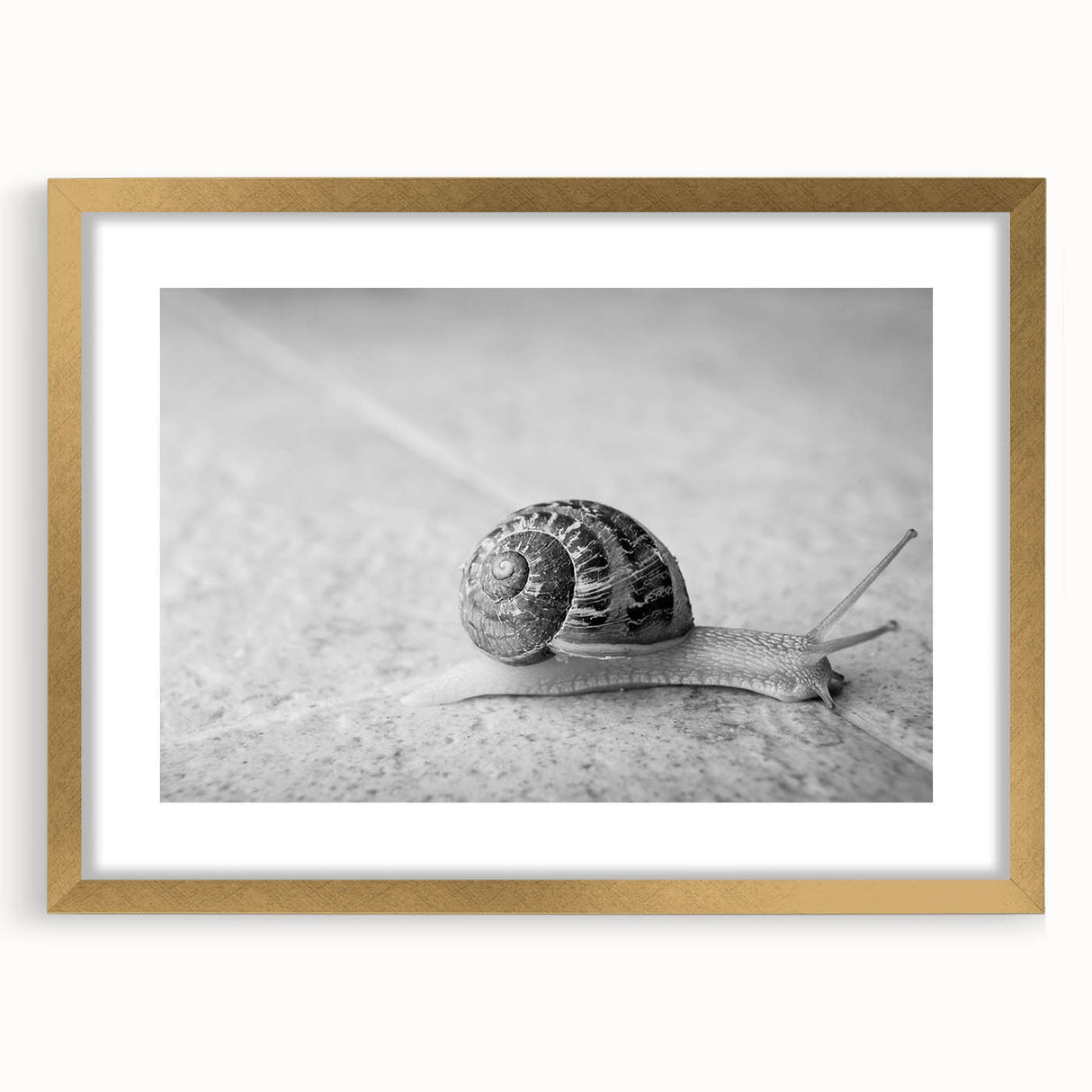 Elegant wall art featuring a whimsical snail design with a gold frame and mat, showcasing vibrant colors and intricate details, ideal for nature-themed decor.