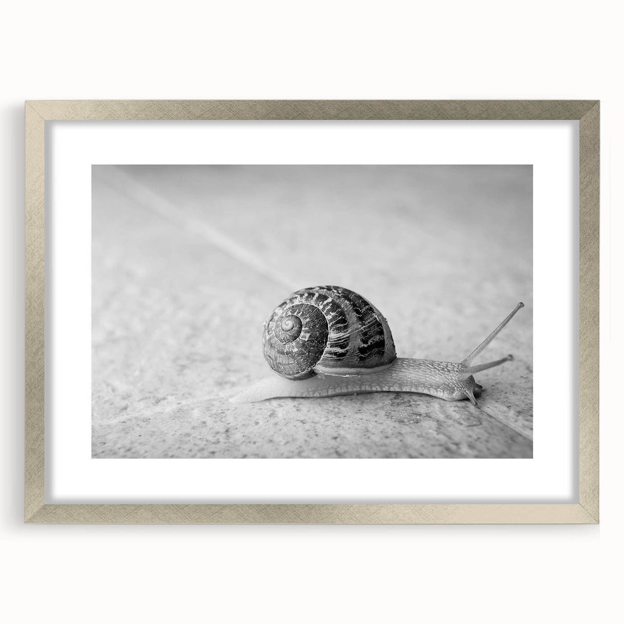 Framed wall art featuring a stylized silver snail design with a mat, ideal for enhancing modern home decor. The artwork combines elegance and nature for a unique touch.