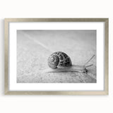 Framed wall art featuring a stylized silver snail design with a mat, ideal for enhancing modern home decor. The artwork combines elegance and nature for a unique touch.