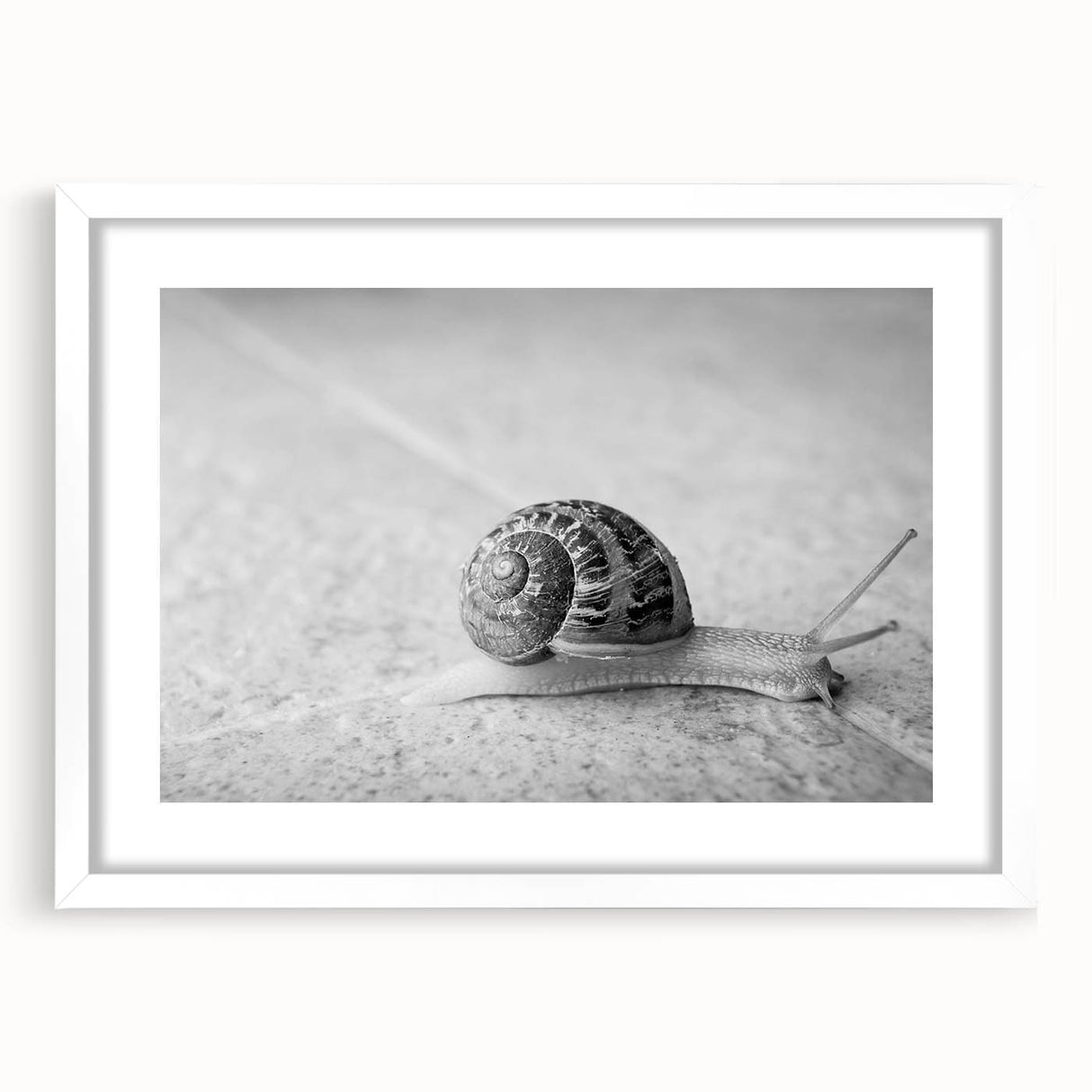 Framed wall art featuring a whimsical snail design in vibrant colors, set against a white background, perfect for adding a playful touch to home decor.
