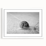 Framed wall art featuring a whimsical snail design in vibrant colors, set against a white background, perfect for adding a playful touch to home decor.