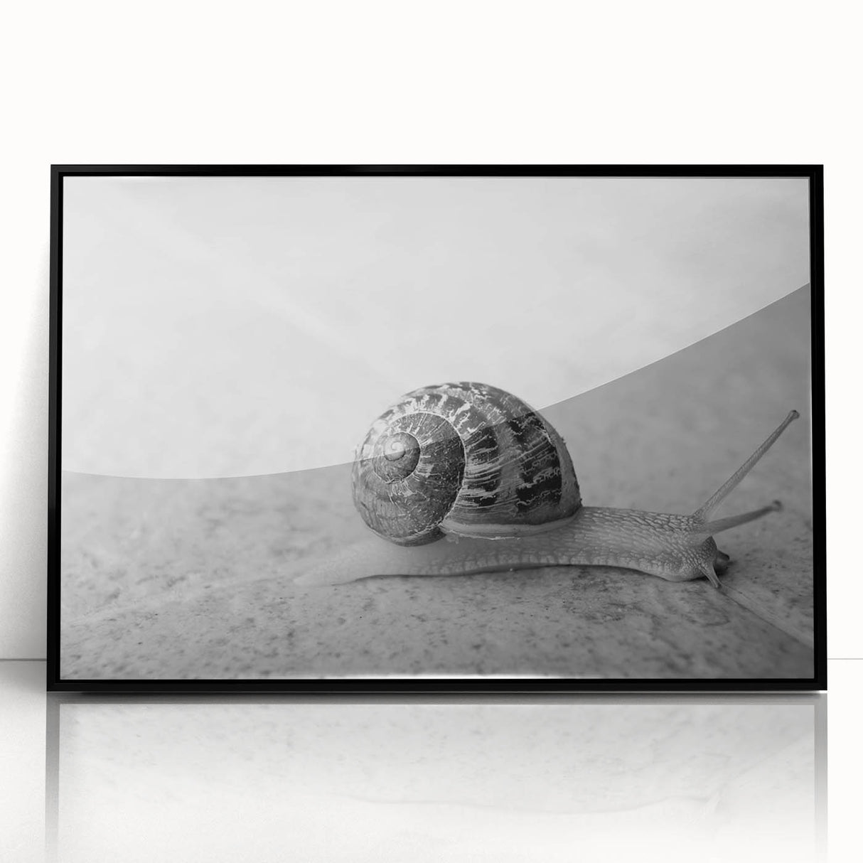 Framed wall art featuring a whimsical snail design in vibrant colors, set against a minimalist black background, perfect for adding a playful touch to home decor.