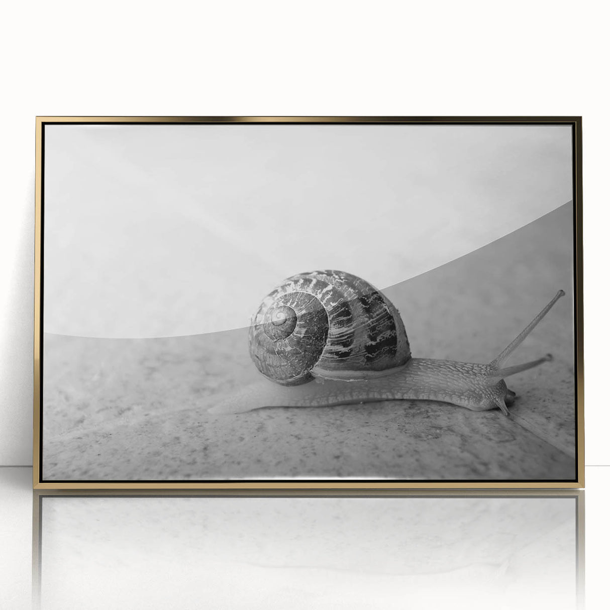 Framed acrylic wall art featuring a vibrant wildlife snail design with gold accents, perfect for adding a touch of nature-inspired elegance to any decor.