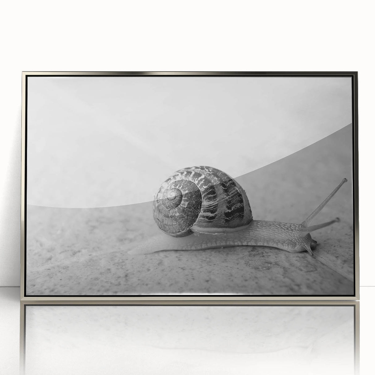 Framed wall art showcasing a vibrant snail design with intricate patterns and colors, set in a sleek silver frame, perfect for nature enthusiasts' decor.