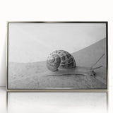 Framed wall art showcasing a vibrant snail design with intricate patterns and colors, set in a sleek silver frame, perfect for nature enthusiasts' decor.