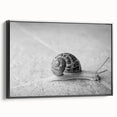 Framed canvas wall art showcasing a detailed black and white snail design, set against a minimalist background, perfect for nature-inspired decor.