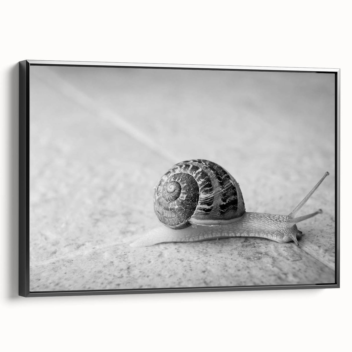 Framed canvas wall art showcasing a detailed black and white snail design, set against a minimalist background, perfect for nature-inspired decor.