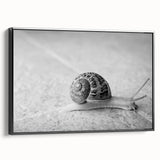 Framed canvas wall art showcasing a detailed black and white snail design, set against a minimalist background, perfect for nature-inspired decor.
