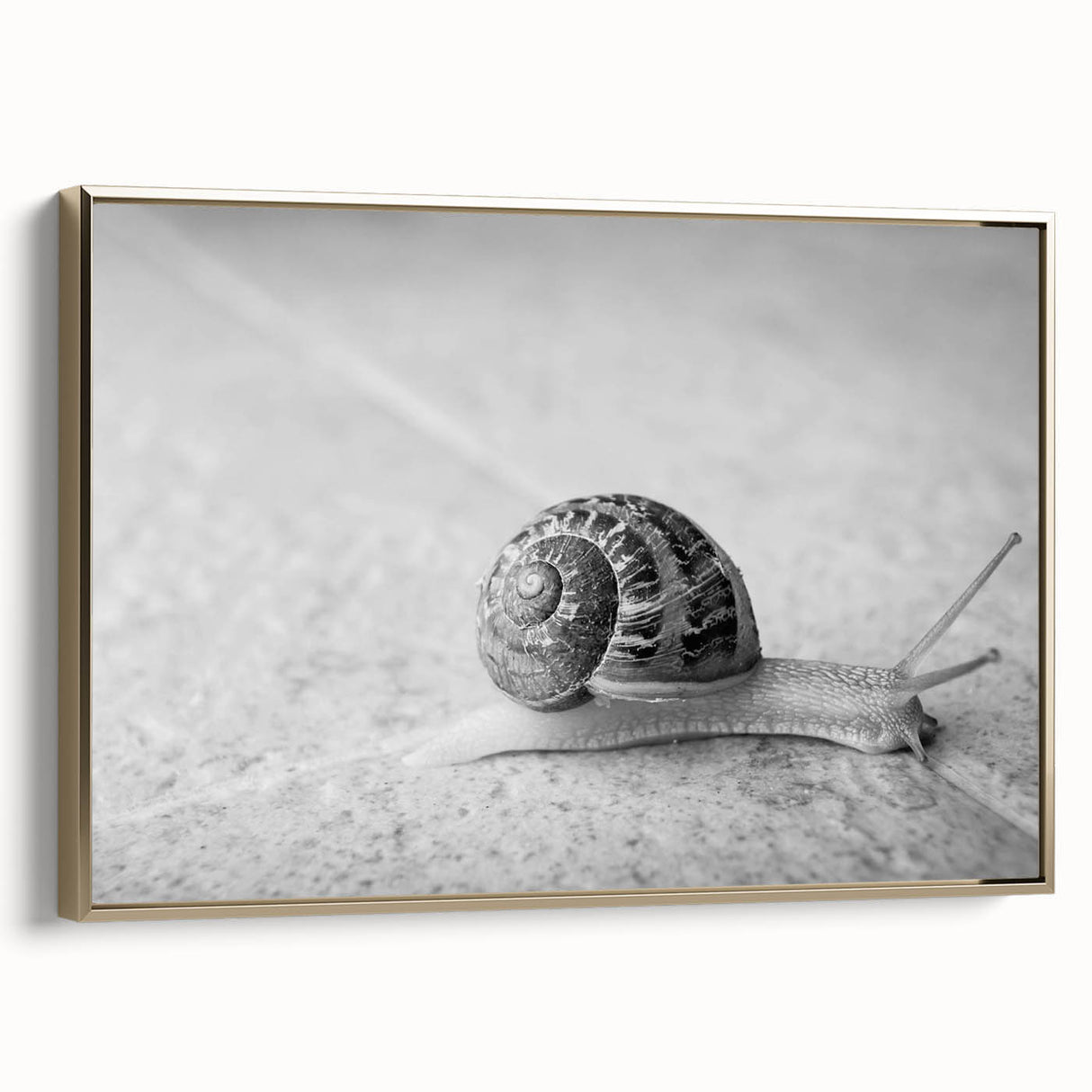 Framed canvas wall art featuring a vibrant snail design with gold accents, showcasing intricate details and textures, ideal for nature-themed decor.