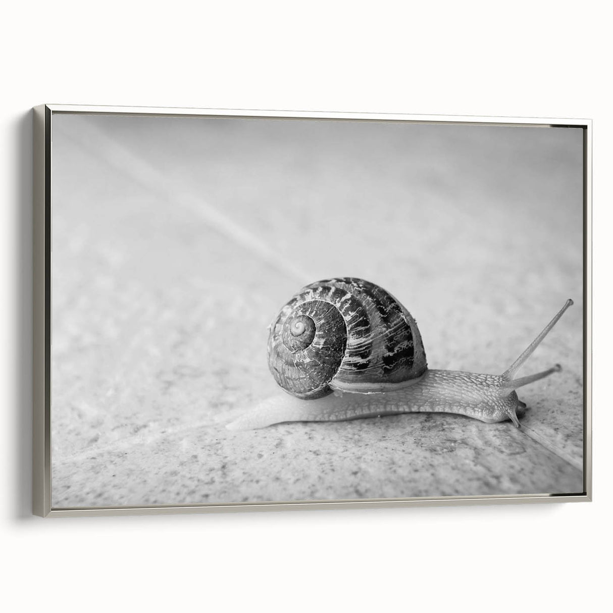 Framed canvas wall art showcasing a silver-side view of a whimsical snail design, perfect for animal lovers, adding a unique touch to any home decor.