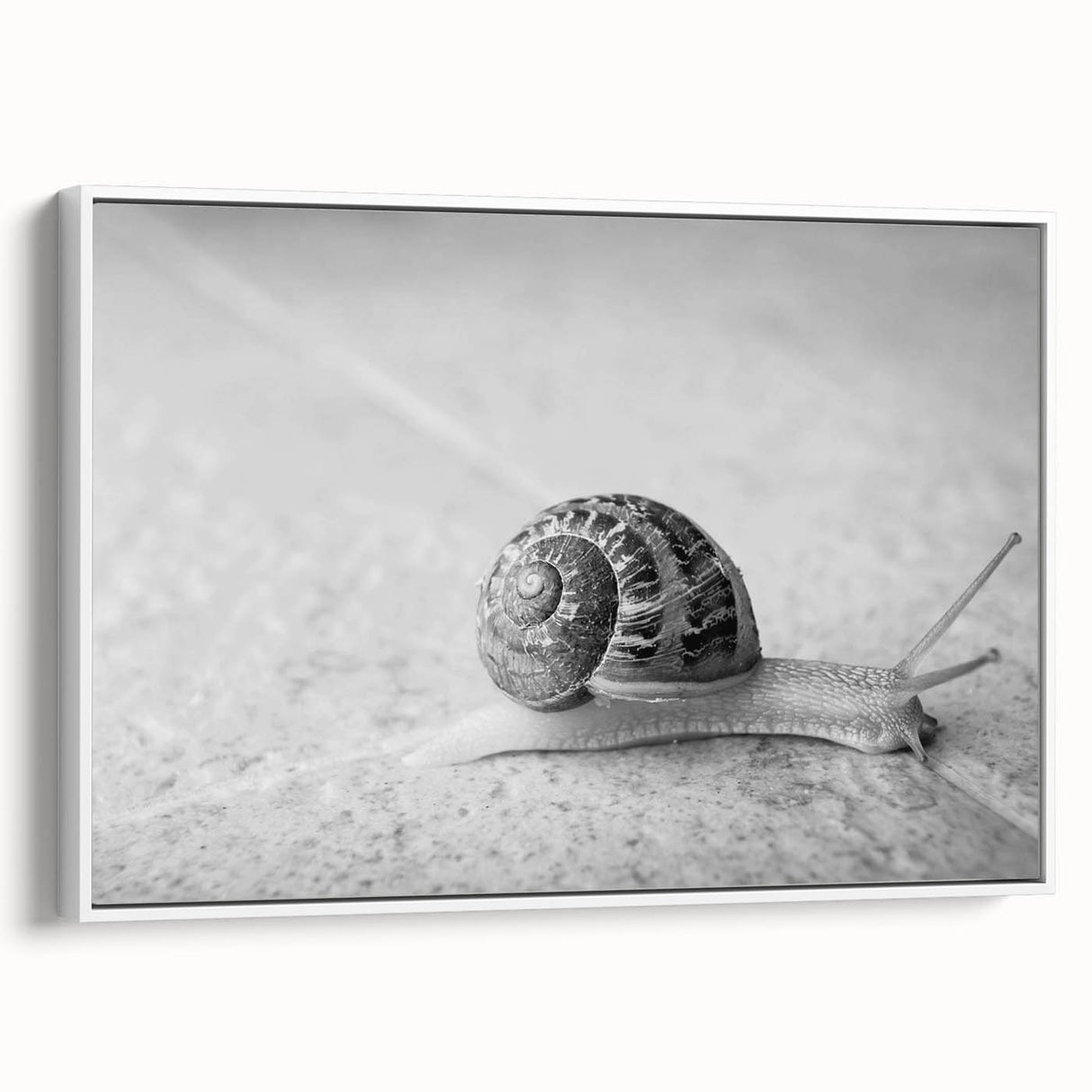 Framed wall art featuring a whimsical snail design on a textured canvas, set against a white background, perfect for adding charm to any room decor.