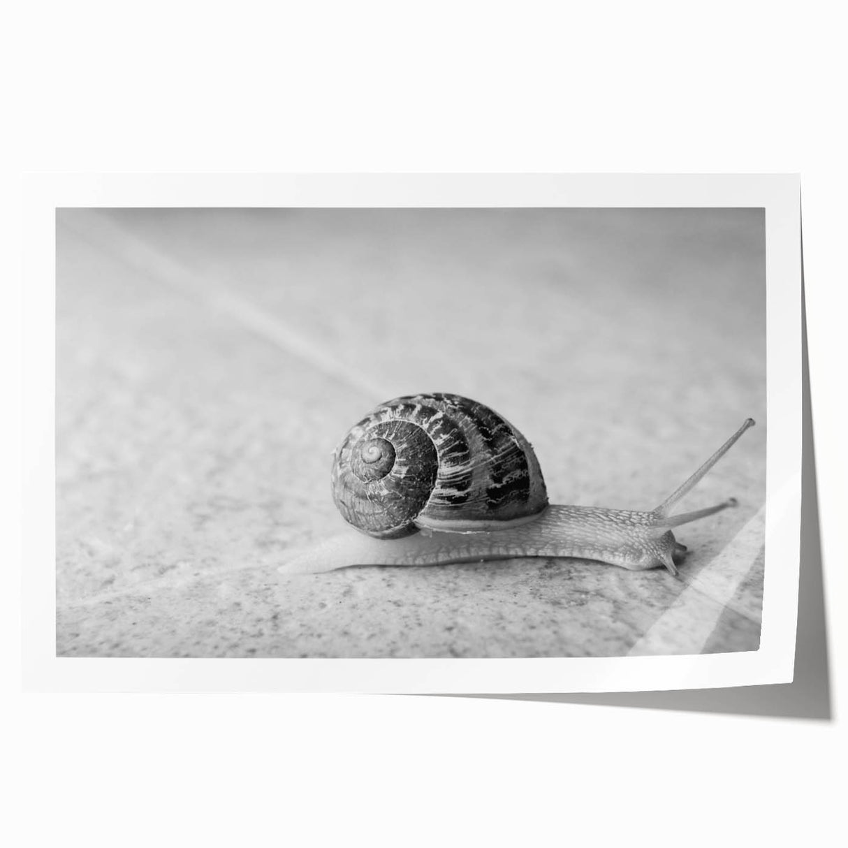 Colorful wall art print featuring a whimsical snail design against a vibrant background, ideal for adding a playful touch to home decor. Perfect for nature lovers and children’s rooms.