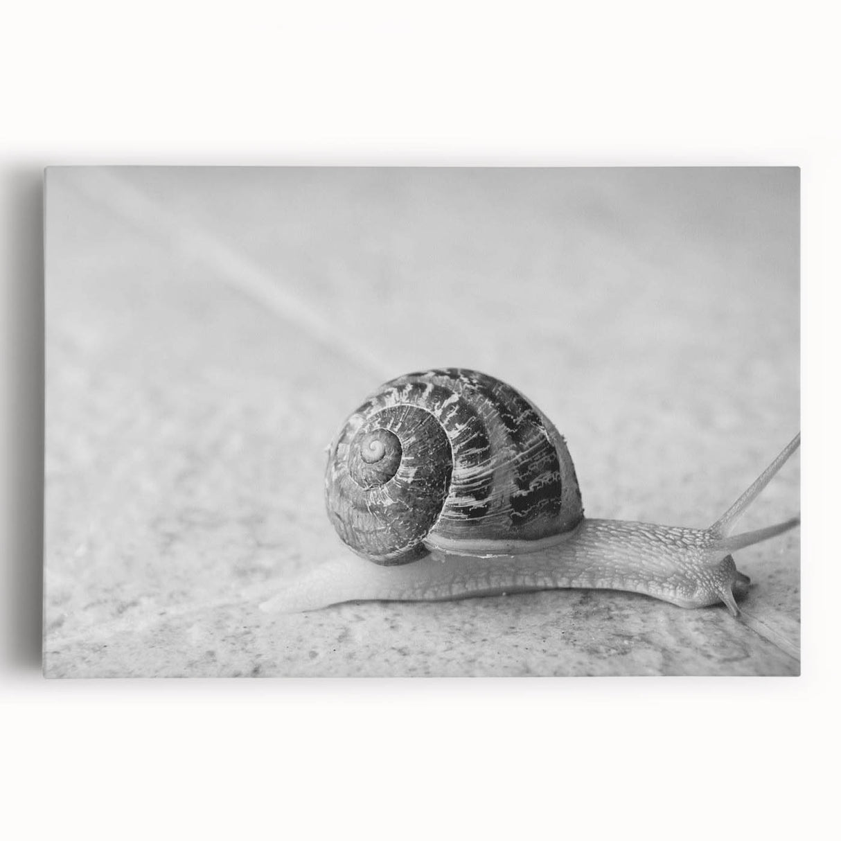 Stretched canvas artwork depicting a vibrant snail design, showcasing intricate patterns and bold colors, ideal for nature-themed decor or animal lovers.