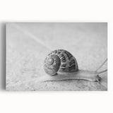Stretched canvas artwork depicting a vibrant snail design, showcasing intricate patterns and bold colors, ideal for nature-themed decor or animal lovers.