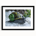 Framed wall art featuring a whimsical snail design in vibrant colors, set against a black background, perfect for adding a playful touch to any decor.