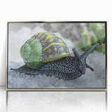 Framed acrylic wall art featuring a beautifully designed snail illustration in silver, showcasing vibrant colors and intricate details, perfect for enhancing home decor.