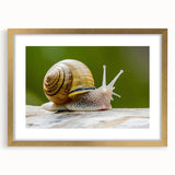 Golden-framed wall art collection featuring a whimsical snail design, elegantly matted for display, perfect for nature-themed decor in living spaces. Ideal for enhancing home aesthetics while celebrating wildlife artistry.