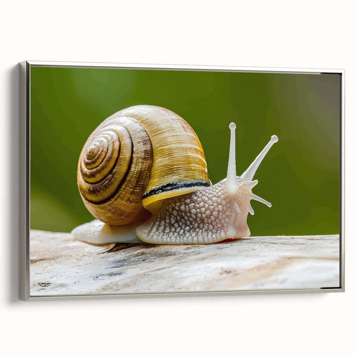 Framed canvas wall art showcasing a detailed silver snail design, set against a textured background, ideal for nature-themed decor.