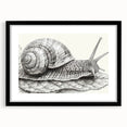 Framed wall art featuring a whimsical snail design with vibrant colors, set against a sleek black mat, perfect for animal-themed home decor. Ideal for nature lovers.