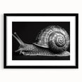 Framed wall art of a whimsical snail design, intricately detailed with vibrant colors, featuring a sleek black frame and mat, perfect for animal-themed decor.