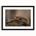 Framed wall art featuring a vibrant squirrel design, set in a sleek black frame with matting, ideal for nature enthusiasts and home decor accents.