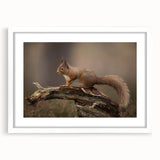 Framed wall art featuring a whimsical squirrel design within a white mat, showcasing vibrant colors and intricate details, perfect for animal lovers and home decor.