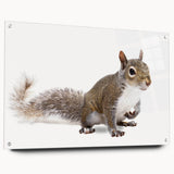 Squirrel wall art design displayed in a side view on acrylic glass, highlighting vibrant colors and intricate details, perfect for wildlife enthusiasts.