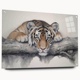 Acrylic wall art collection showcasing a vibrant tiger design, displayed in a modern setting with elegant pins. Perfect for wildlife enthusiasts and home decor.