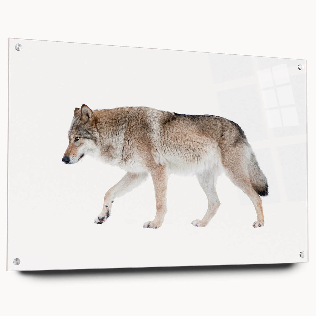 Side view of a striking acrylic wall art piece featuring a detailed wolf design, showcasing vibrant colors and sharp lines, mounted with stylish pins for enhanced display.