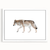 Framed wall art featuring a striking wolf design on a white mat, showcasing the beauty of wildlife in a modern aesthetic, perfect for home decor.