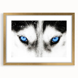 Framed wall art featuring a striking wolf design with a gold mat, perfect for animal lovers and nature enthusiasts. The artwork showcases intricate details and rich colors, enhancing any living space with a wild aesthetic.