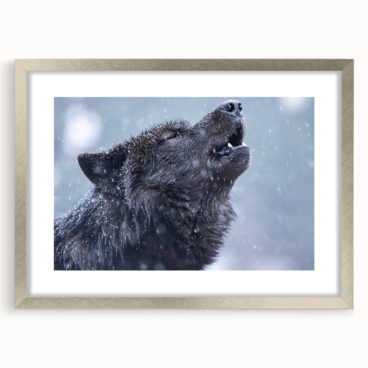 Framed wall art featuring a striking wolf design in a silver frame with a white mat, perfect for nature enthusiasts and wildlife decor lovers. Ideal for enhancing home or office interiors.
