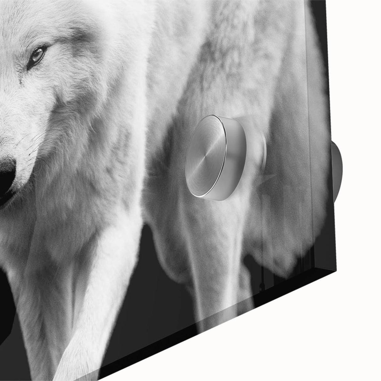Close-up of a striking wolf wall art design, showcasing intricate details and vibrant colors on acrylic glass, ideal for wildlife enthusiasts and home decor.