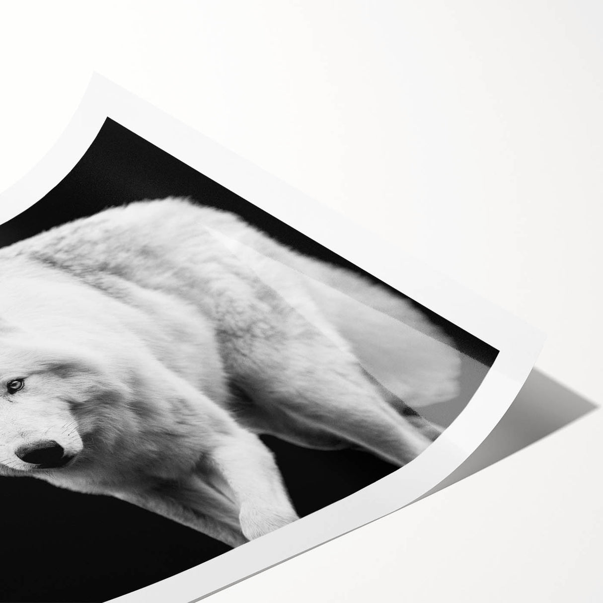 Stunning wolf wall art design featuring a majestic wolf in a forest setting, printed on high-quality rolled canvas, ideal for wildlife enthusiasts and home decor.