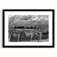 Framed wall art featuring a striking zebra design in black and white, set against a stylish black mat, perfect for adding a modern touch to home decor.