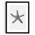 Black & White Starfish Coastal Wall Art - Nautical Decor Ocean Art Print