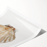 Coastal Wall Art - Nautical Seashell Beach-Themed Decor for Seaside Homes