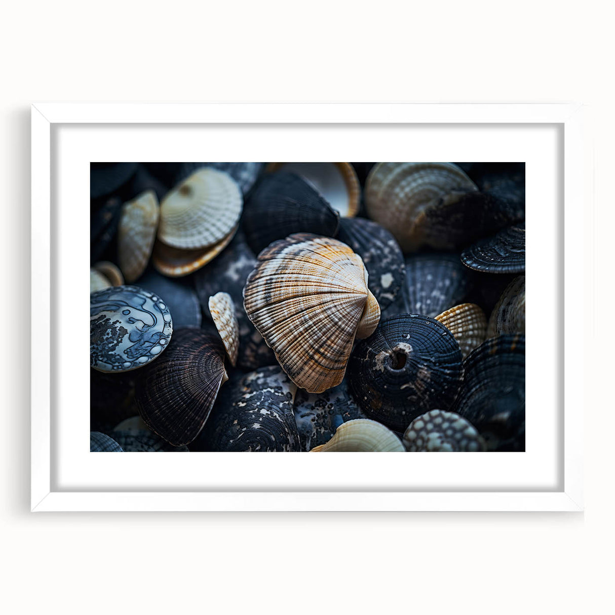 Seashell Close-Up Coastal Wall Art – Ocean-Themed Nature Print