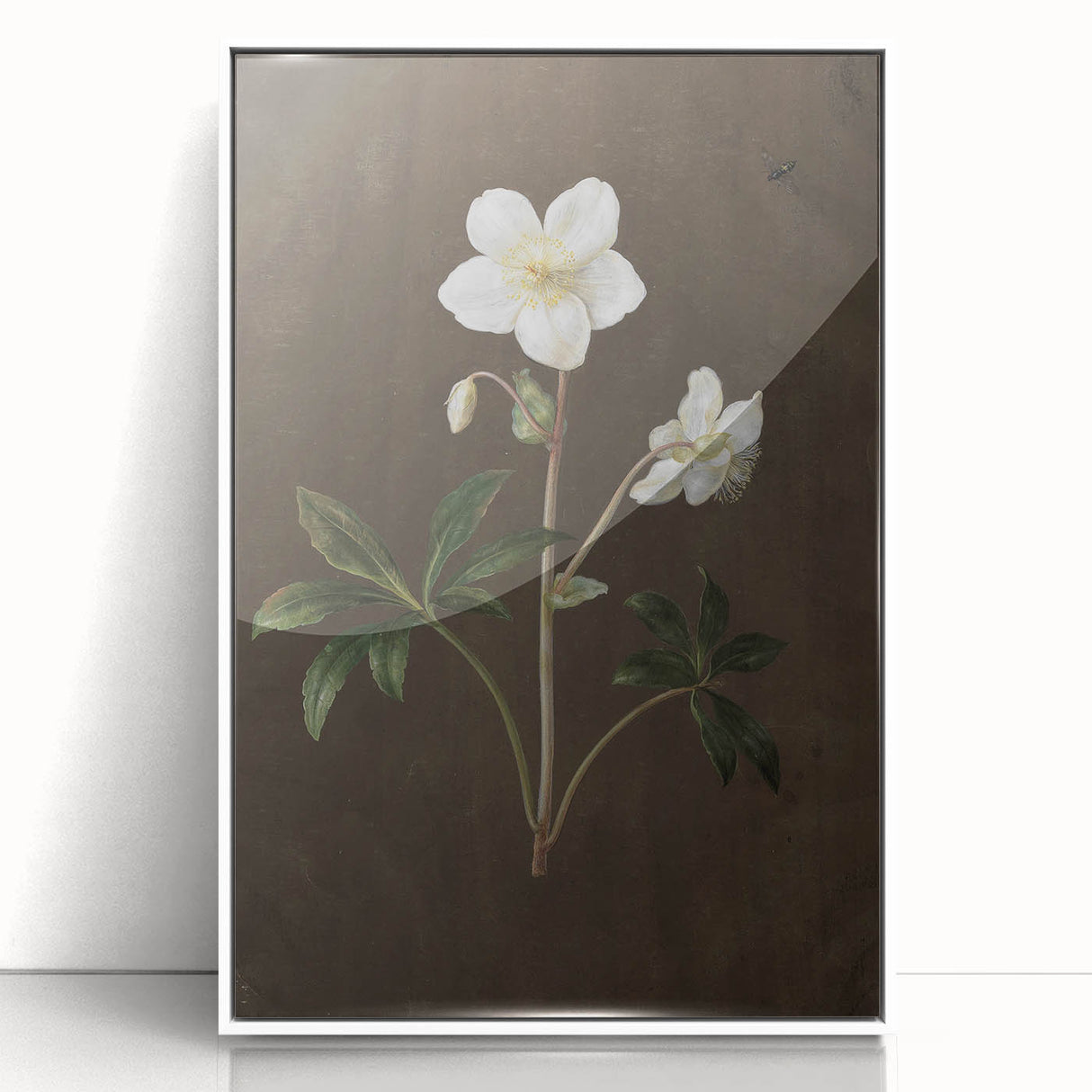 Dark Moody Botanical Art: White Flower Illustration for Interior Decor