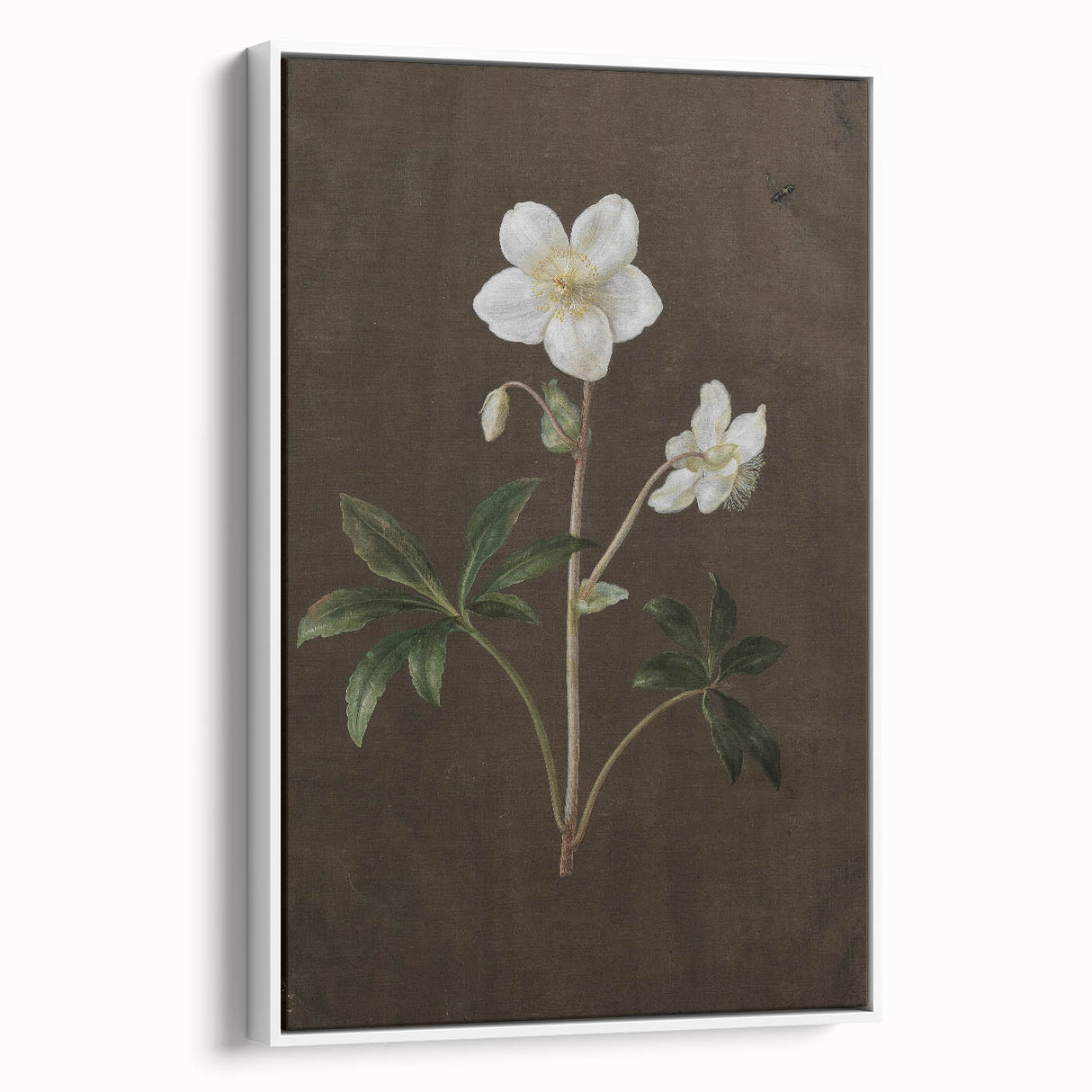 Dark Moody Botanical Art: White Flower Illustration for Interior Decor