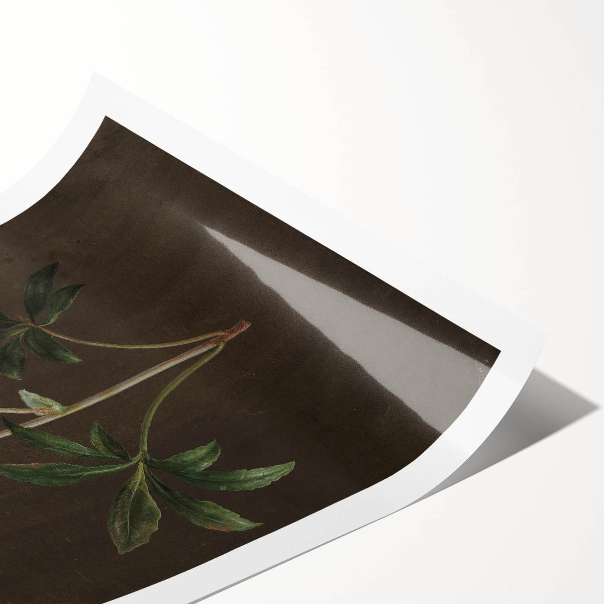 Dark Moody Botanical Art: White Flower Illustration for Interior Decor