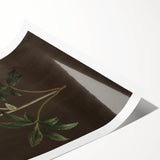 Dark Moody Botanical Art: White Flower Illustration for Interior Decor