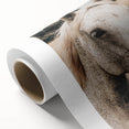 Rustic White Horse Portrait Farmhouse Wall Art – Country Style Decor