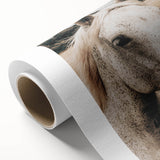 Rustic White Horse Portrait Farmhouse Wall Art – Country Style Decor