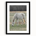 Farmhouse Wall Art of Grazing White Horse – Rustic Country Style Decor
